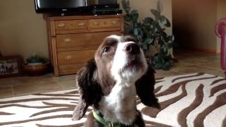 Springer Spaniel Howling [upl. by Cini536]