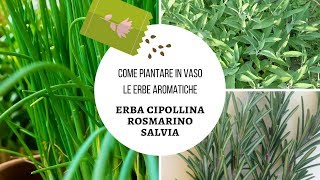 5 Come piantare le erbe aromatiche in vaso sul balcone erba cipollina rosmarino e salvia [upl. by Annavaig]