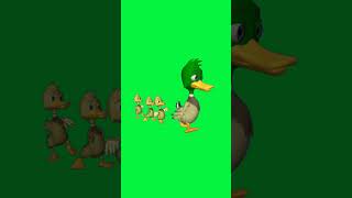 Duck walking Green screen Copyright Free [upl. by Zerimar212]