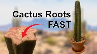 How To Root Cactus Cuttings FAST [upl. by Llerej]