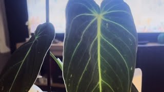 Philodendron melanochrysum  cudo z wyprzedaży🔥🔥🔥🔥 [upl. by Pearla763]