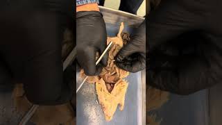 Rat dissection Digestive system and reproductive system [upl. by Yrellav596]