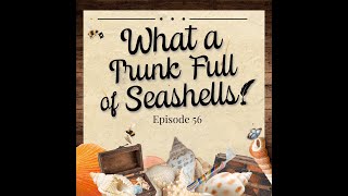 What a Barb Episode 56 – What a Trunk Full of Seashells Bridgerton Season 3 Episode Rankings [upl. by Yarod]