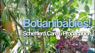 Schefflera Umbrella Tree Houseplant Care Tips and Propagation [upl. by Liagiba798]