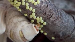 Silk moth Bombyx mori laying eggs [upl. by Etnuahs]