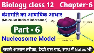 Biology class 12 chapter 6 molecular basis of inheritance  nucleosome model  dna packaging 12th [upl. by Inoek40]