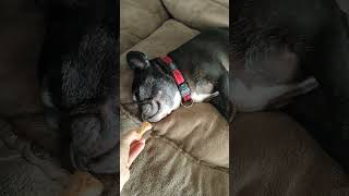 Hey wake up Here your treatfrenchy blacky bulldogshorts video [upl. by Mohr157]