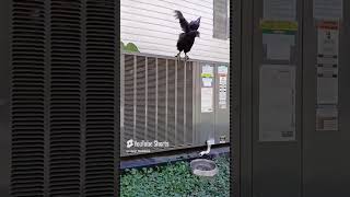 chicken 😁 pets flying shortvideo [upl. by Janina]