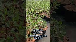 단풍철쭉 레드벨스 Enkianthus perulatus Red Bells [upl. by Fasano]