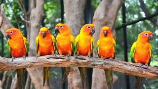 Sun conure sounds  This is the sound of a parrot that is annoying you Parrot sound [upl. by Adnaerb248]