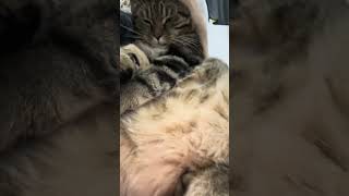 😺Daily Cat Adventures CuteCats FelineFun CatLovers fatcat cat funny shorts cats fyp love [upl. by Adnat]