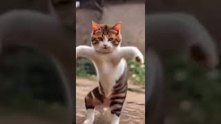 Cat Funny videos  Cat Lover  Cat LoverMani Mau  Cat 😂 [upl. by Wayolle]