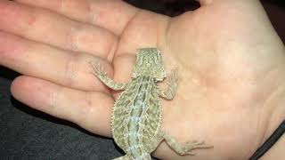 Bearded dragon strange behavior explanation in description [upl. by Bailey]