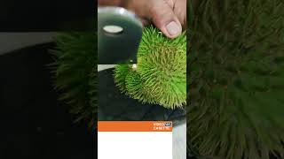 First time makan durian bukit rasa kopi viral durian king [upl. by Vivia805]