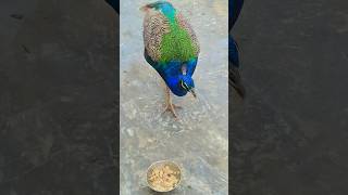 Peacock feeding time now  mor ki khorakpeacock danceperformance peacockdance wildlife [upl. by Mcculloch]