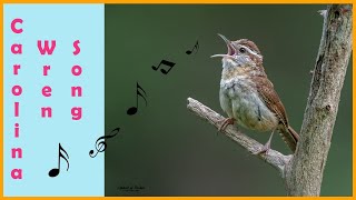 CAROLINA WREN SONG II CALL II MALE [upl. by Niala]