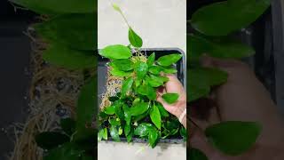 Anubias barteri narrow leaf aquariumfishtankdecor aquaticplants aquaticplants anubias [upl. by Schroth]