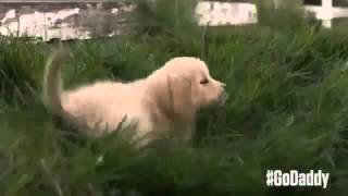 Super Bowl Commercials 2015  Budweiser Lost Dog Vs GoDaddy Puppy Super Bowl XLIX Commercials [upl. by Auof]