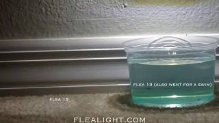 Flea Light  24 hour Flea Trapping Marathon [upl. by Mutat981]