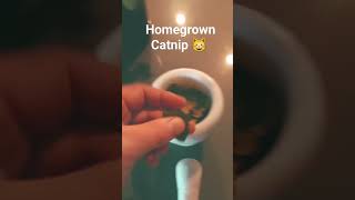 Harvesting Catnip for my Cats [upl. by Hattie219]