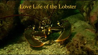 Love Life of the Lobster [upl. by Ahsym]