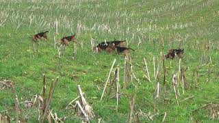 Woodpont Beagles Hunting 42518 [upl. by Luann]