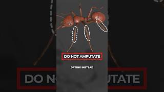 We Just Discovered That Ants Can Perform Surgery [upl. by Ahsenik]