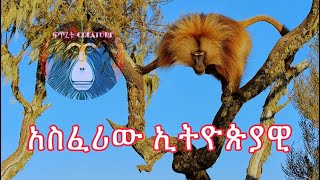 አስፈሪው ኢትዮጵያዊ ጭላዳ ዝንጀሮGelada Baboon [upl. by Sayed]