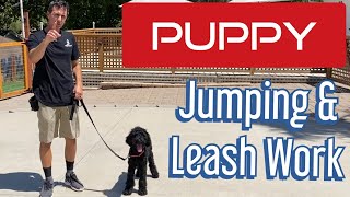 Youve asked for puppy videos Learn how to get your puppy to not jump and walk on a leash [upl. by Anier568]