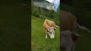 The Cows 🐄animals shorts tiere cow kuh [upl. by Eahsed610]