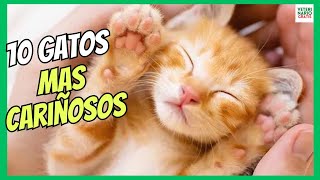 💘 10 RAZAS DE GATOS MÁS CARIÑOSOS LINDOS Y TIERNOS 💘 [upl. by Felise357]