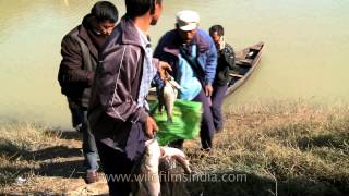 Community fishing at Doyang river in Nagaland [upl. by Map]