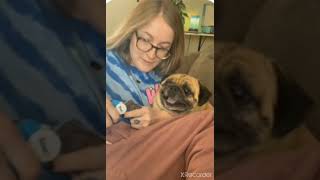 Pug screams while getting nails trimmed [upl. by Whelan]