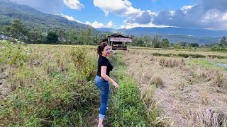 Kita Panen Buah Di Sawah Padi lunbawang longsukang [upl. by Moclam]