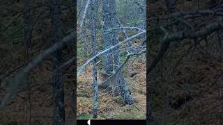 Bobcats in Forest [upl. by Carina]