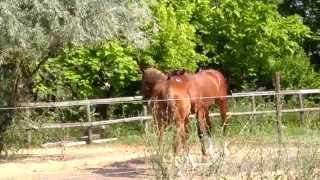 Horse Meeting 10 [upl. by Ellenwad]