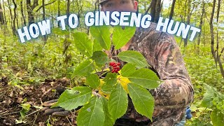 How To Ginseng Hunt  Digging Ginseng In The Tennessee Mountains [upl. by Llenrag179]