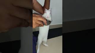 Mr Rabbit in masti mood reels trending shortvideo rabbit [upl. by Mohandis]