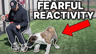 Fearful rescue dog with a bite history desperately needs training How to train a fearful dog [upl. by Hurleigh]