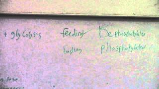 7CHO DrMElSebaee 26102015 Importance of glucogenes till endIntro of HMP pathway [upl. by Nie]