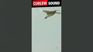 Curlew Sounds birdsounds shorts [upl. by Frager135]