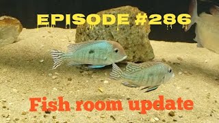 Fish room update for the week [upl. by Eelyrag]