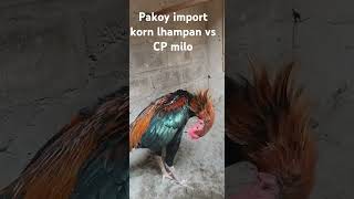 PAKOY import korn lhampan vs cp milo [upl. by Ailasor]