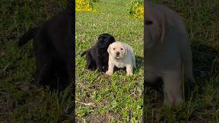 🥺🥰 puppies 🐶🐈 barking cute puppybarkingsound pets shortsBlack Satyazlittleworld786 [upl. by Omixam]