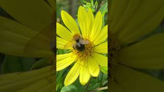 PERENNIAL SUNFLOWER – Helianthus ‘Lemon Queen’ shorts [upl. by Aleahc354]