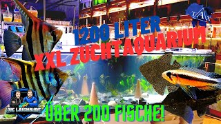 1200 LITER XXL ZUCHTAQUARIUM I TAX [upl. by Raoul786]