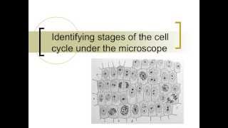 Mitosis microscopy [upl. by Deadman71]