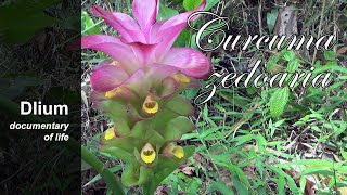 Zedoary Curcuma zedoaria  part 1 [upl. by Goeger]