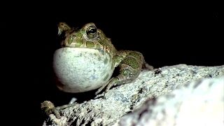 Le crapaud vert en Alsace [upl. by Astor]