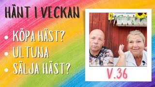 Kollat på ny häst amp varit på Ultuna  fullt ös v36 [upl. by Enneirb]